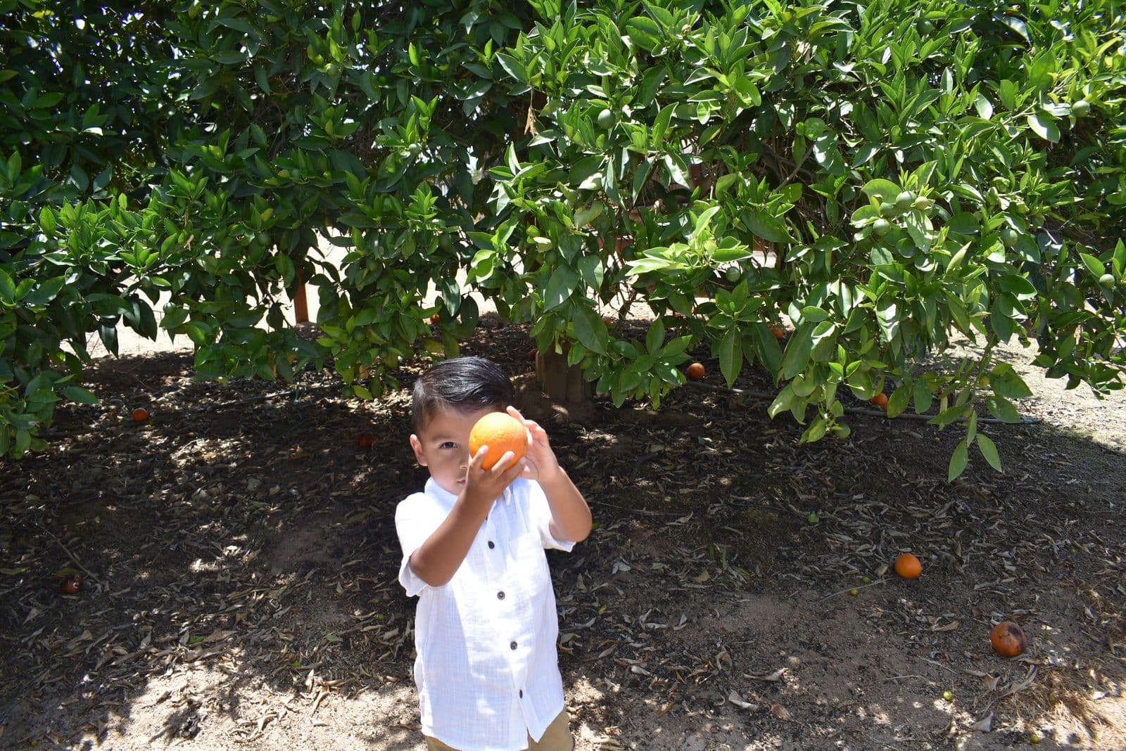 A young boy eating a freshly picked orange in the grove during a Las Vegas, NV family session