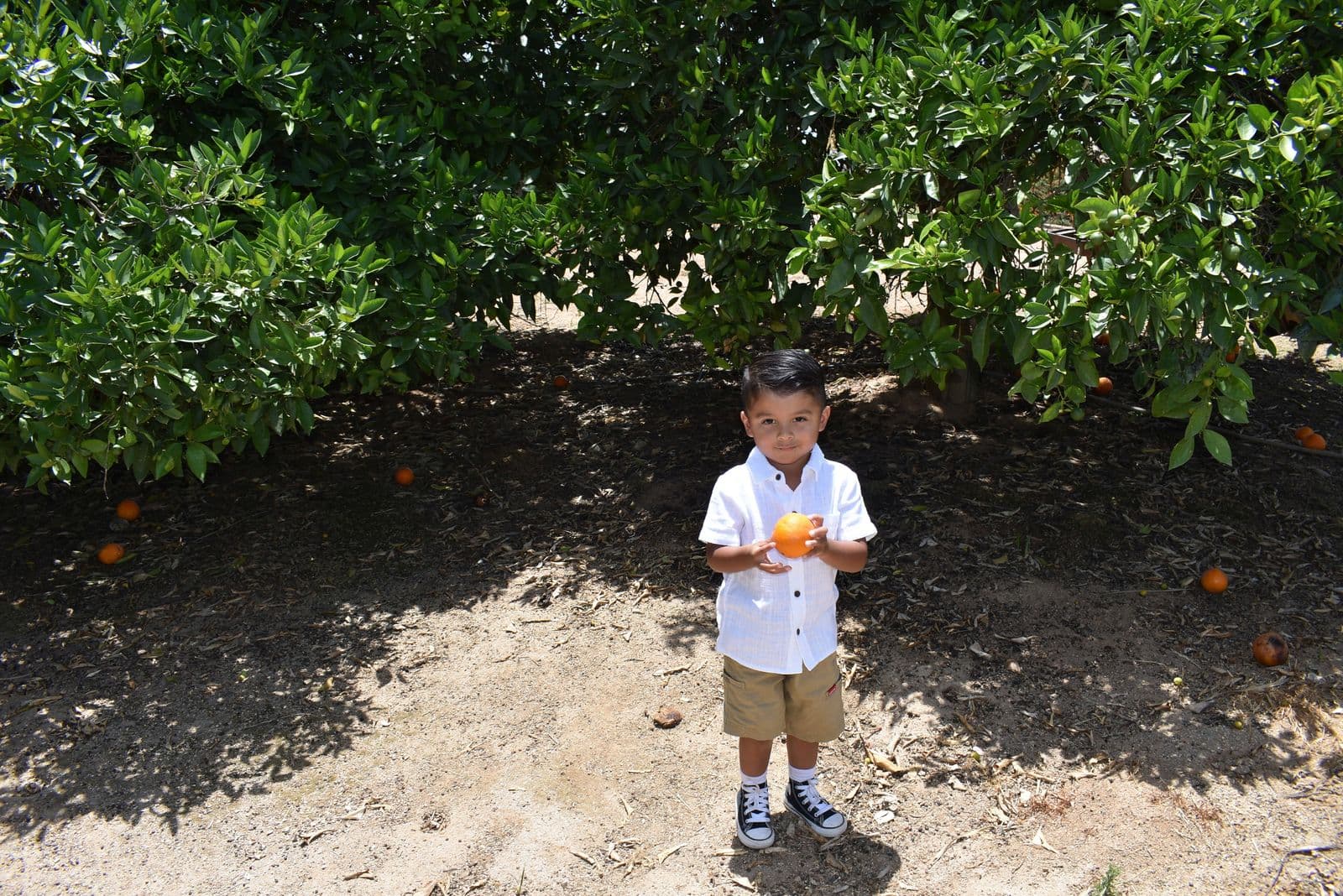 A young boy standing alone in an orange grove holding the orange he picked, Las Vegas, NV