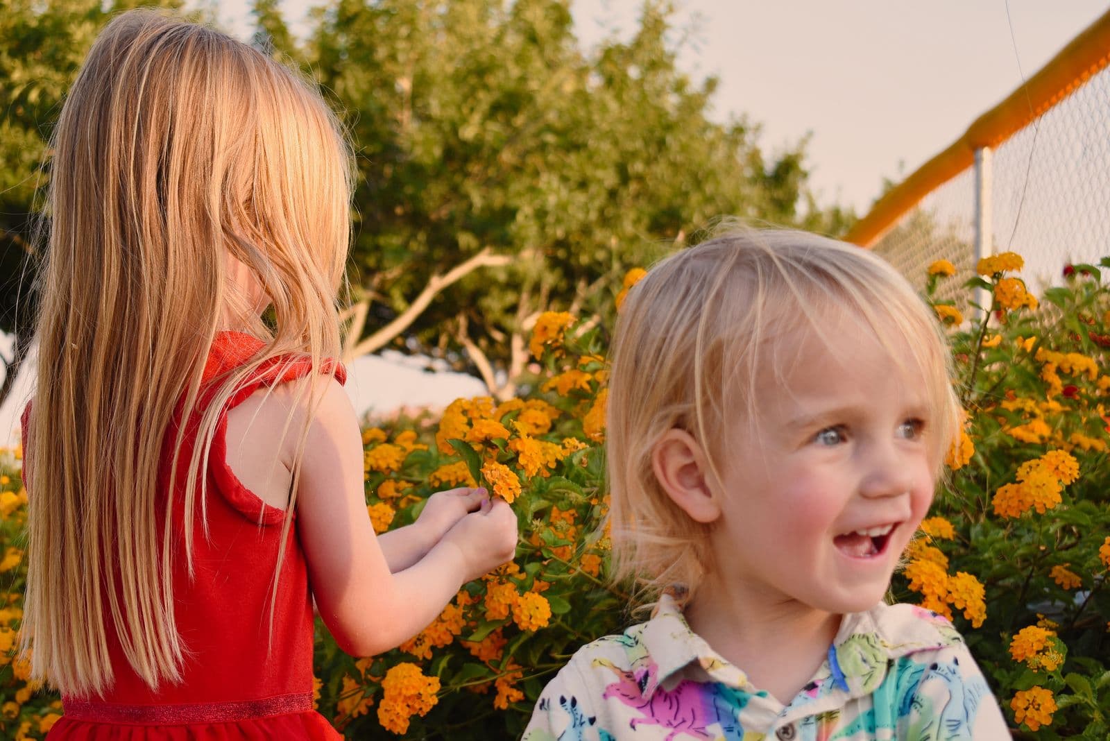 Two young siblings among a bed of orange marigolds during a Las Vegas, NV family session