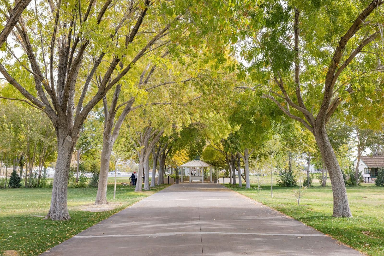 A paved path running beneath tall cottonwoods between open lawns at Floyd Lamb Park in Las Vegas, NV