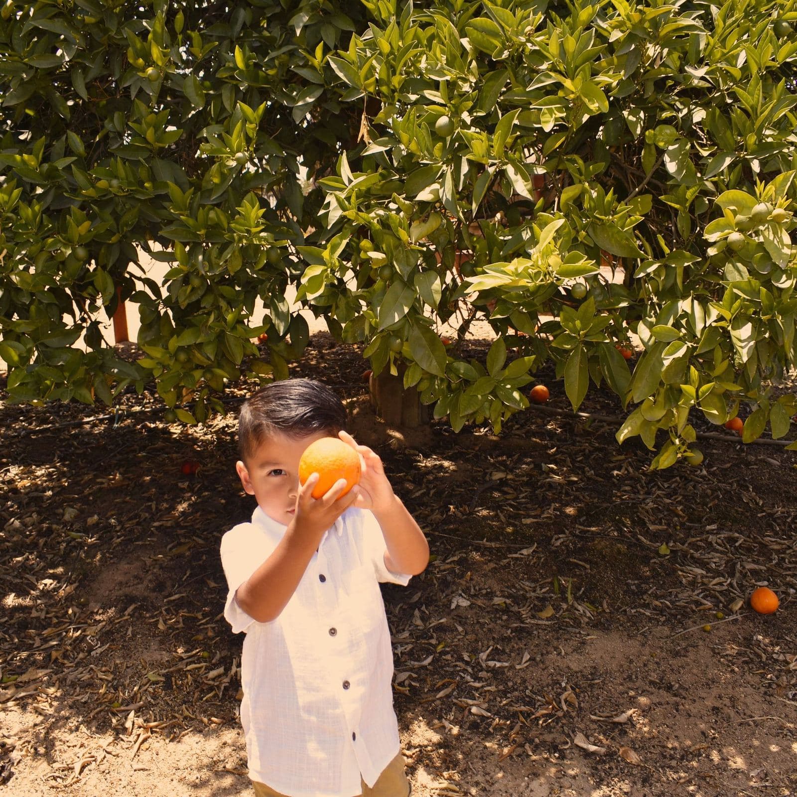 A candid family moment photographed under orange trees in a Las Vegas citrus grove