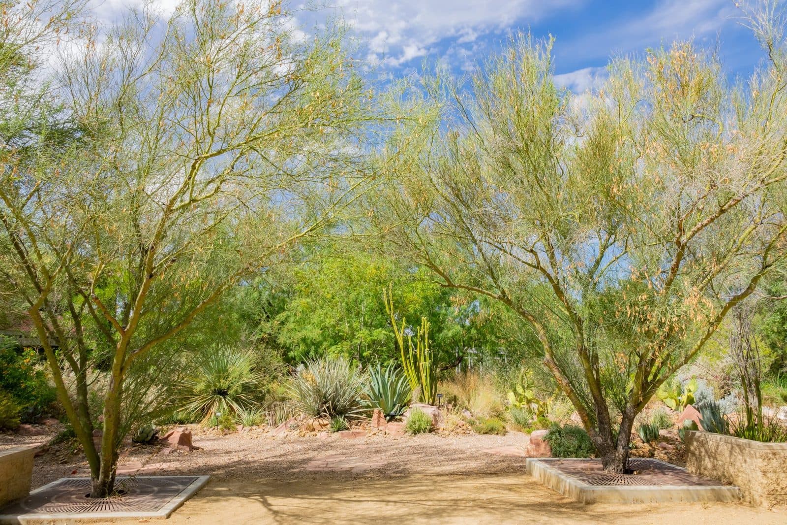 Desert botanical gardens at Springs Preserve in Las Vegas, NV — agave, yucca and cactus beds beneath palo verde trees along a level gravel path